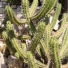 Myrtillocactus_cochal_1